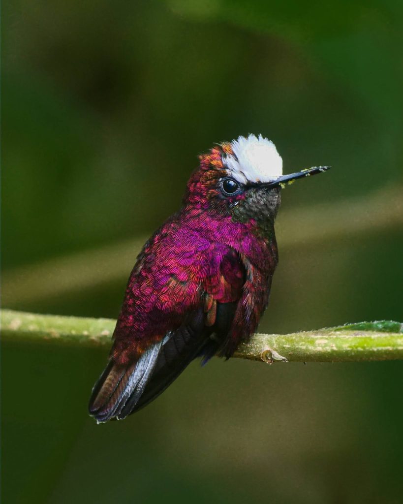 Costa Rica’s Hummingbirds: Jewels of the Jungle