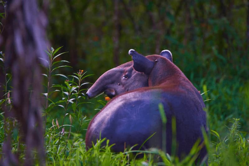 The Wild Elegance of Tapir Valley: A Journey into Costa Rica’s Untamed Heart