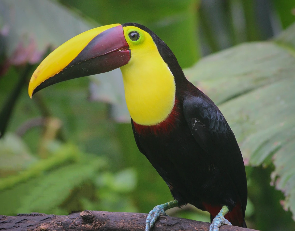 visit costa-rica