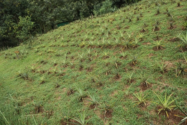 THE PINEAPPLES