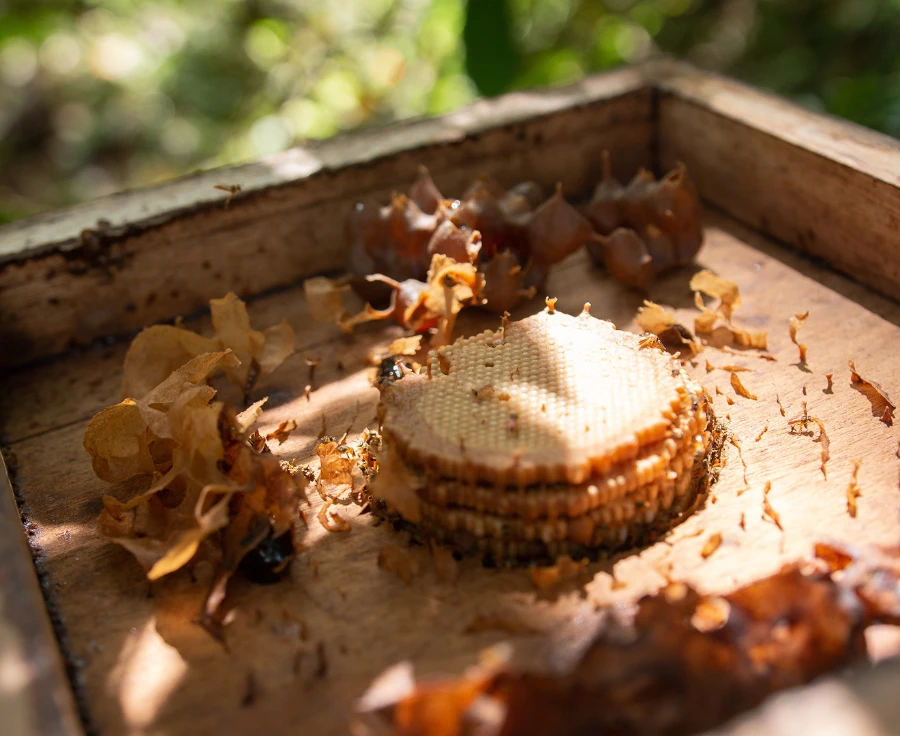 Melipona-Mariola
Honey Bees